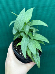 Epipremnum Pinnatum Cebu Blue