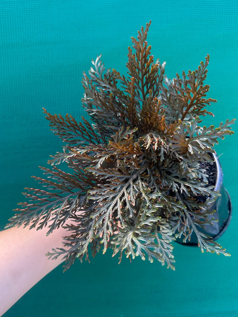 Selaginella erythropus NEW