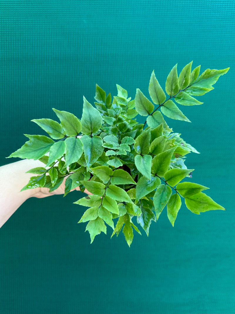 Cyrtomium falcatum ‘Holly’ NEW