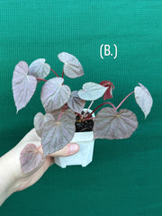 Begonia ‘Harmony’s Stormy Sunset’ NEW