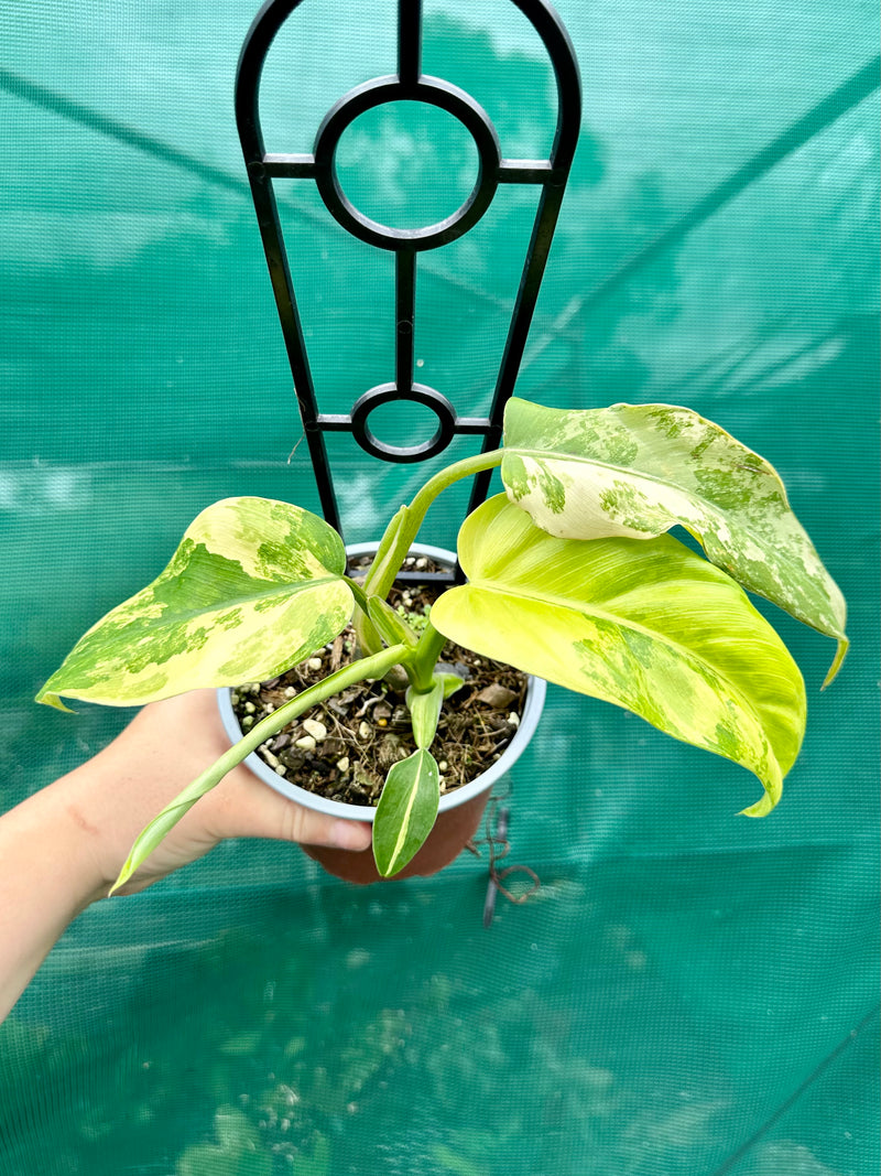 Philodendron ‘Domesticum Variegated’ NEW
