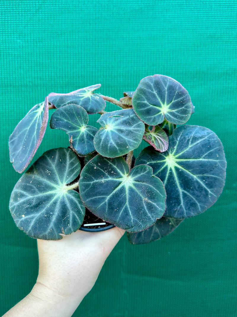 Begonia subacida (sp. Brazil)