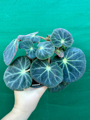 Begonia subacida (sp. Brazil)