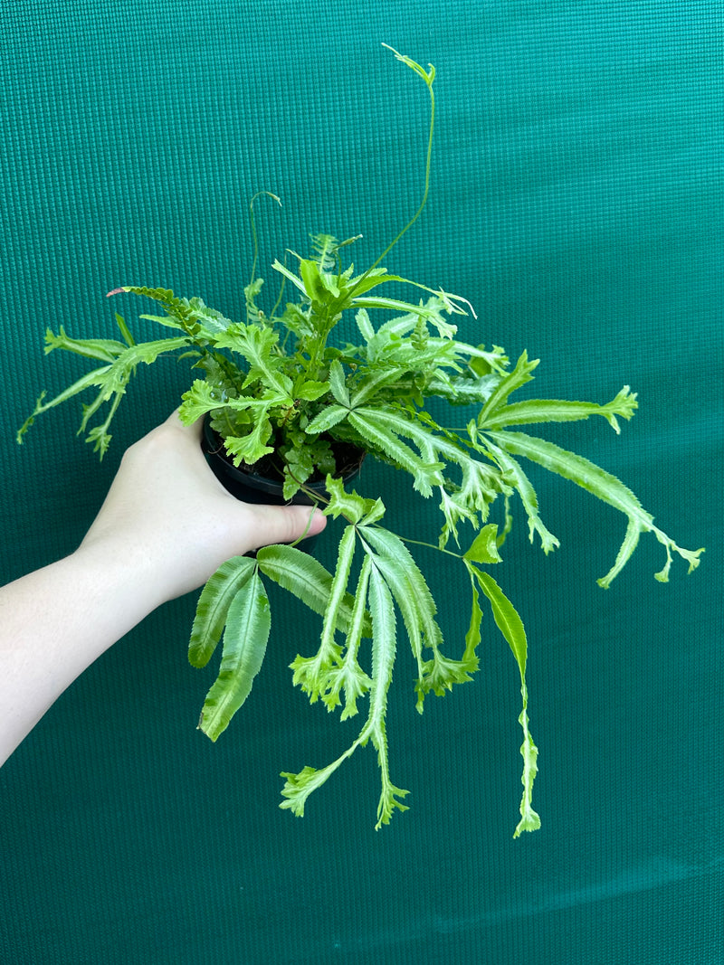 Pteris Fern Unknown 1