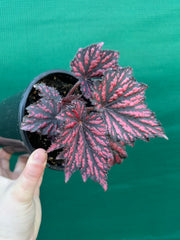 Begonia ‘Bewitch Red Black’ NEW