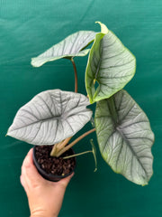 Alocasia bisma (silver)