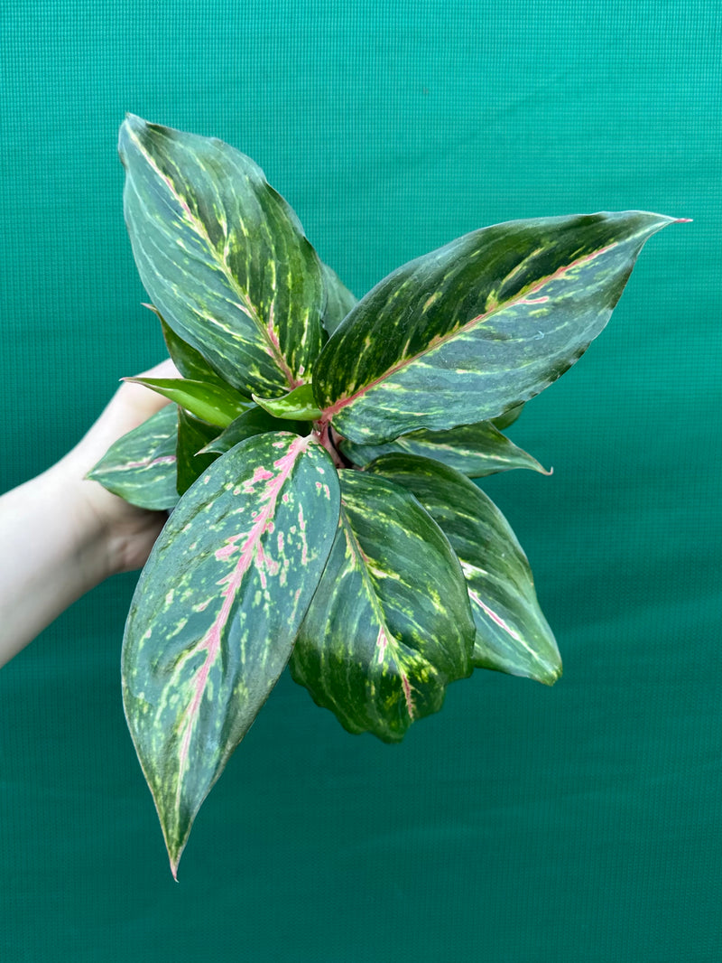Aglaonema ‘Ammaj Jareon’ NEW