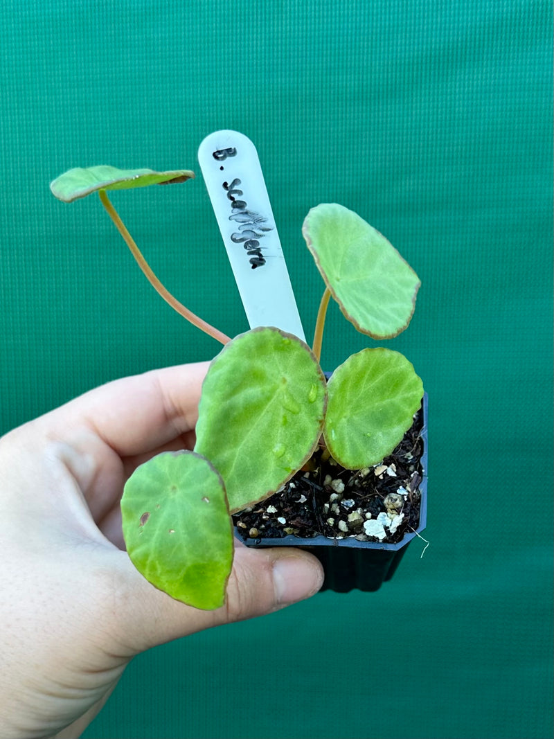 Begonia scapigera NEW