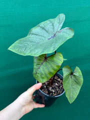 Alocasia ‘Pharaohs Mask’ NEW