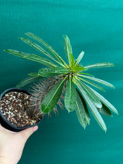 Pachypodium lamerei NEW
