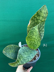 Sansevieria Masoniana ‘Mason’s Congo Paddle’ NEW