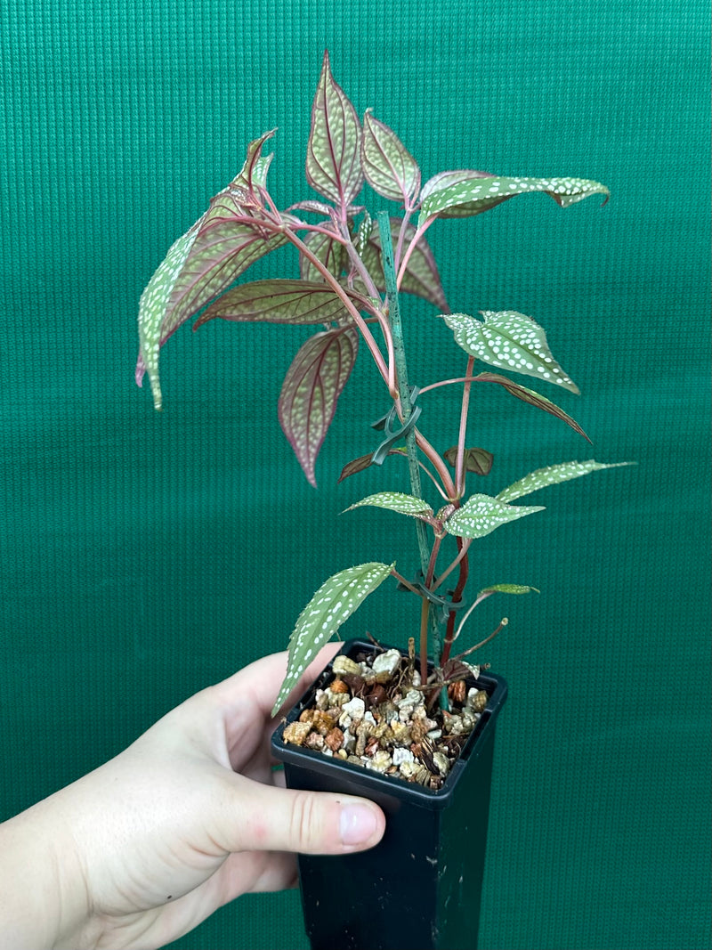 Sonerila maculata NEW