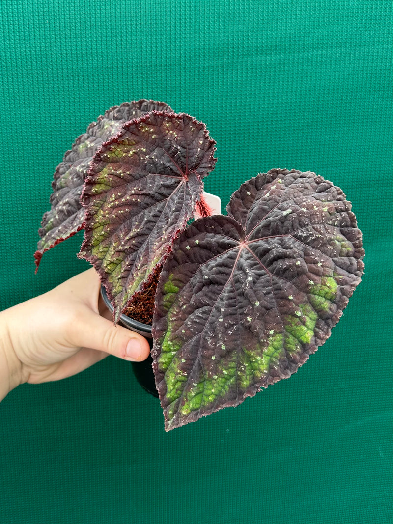 Begonia ‘Ace of Spades’