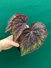 Begonia ‘Ace of Spades’
