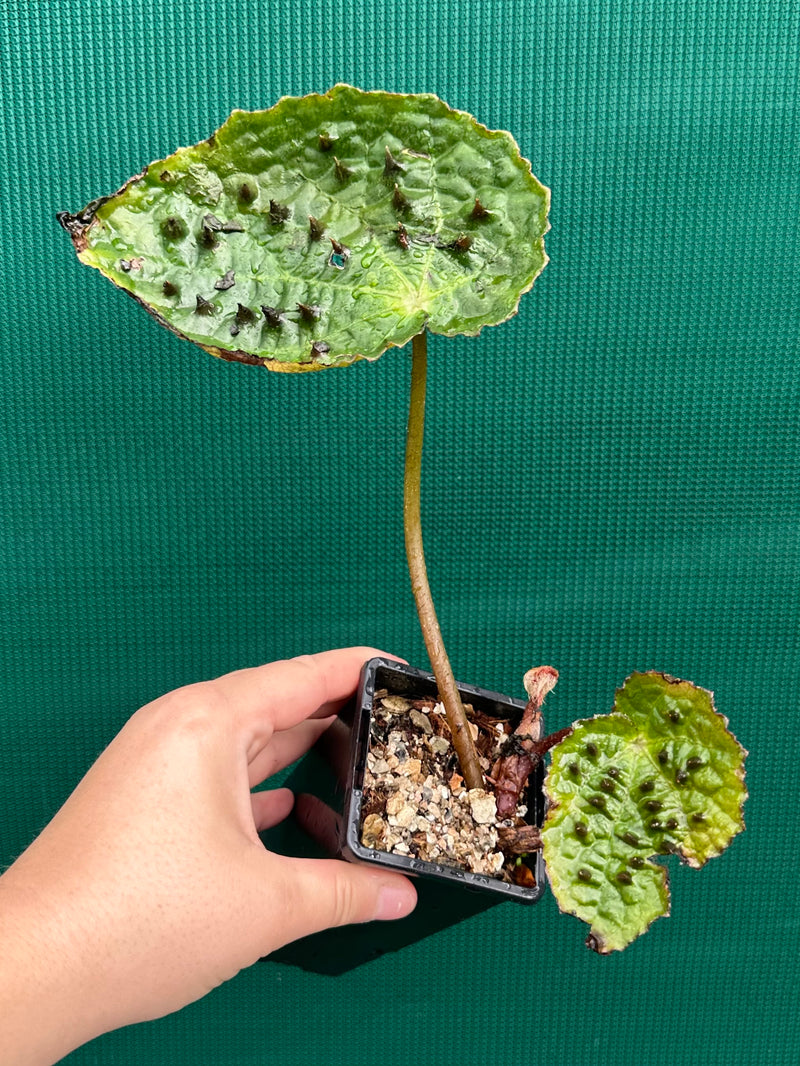 Begonia ferox