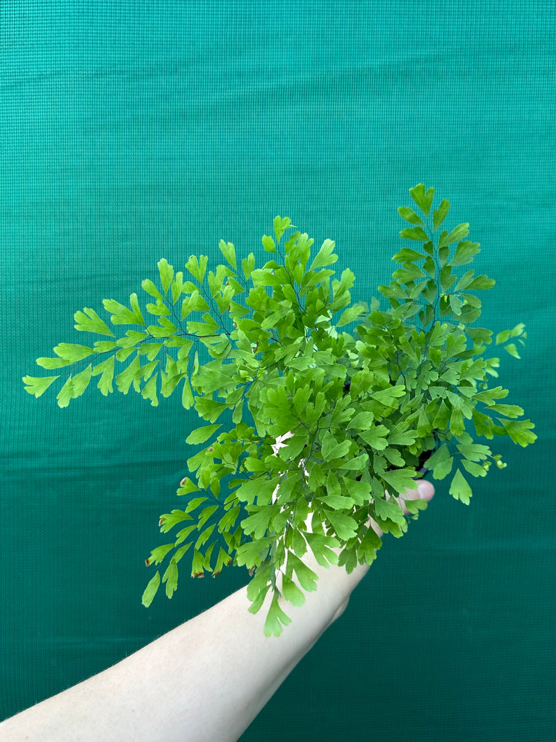 Adiantum unknown 3