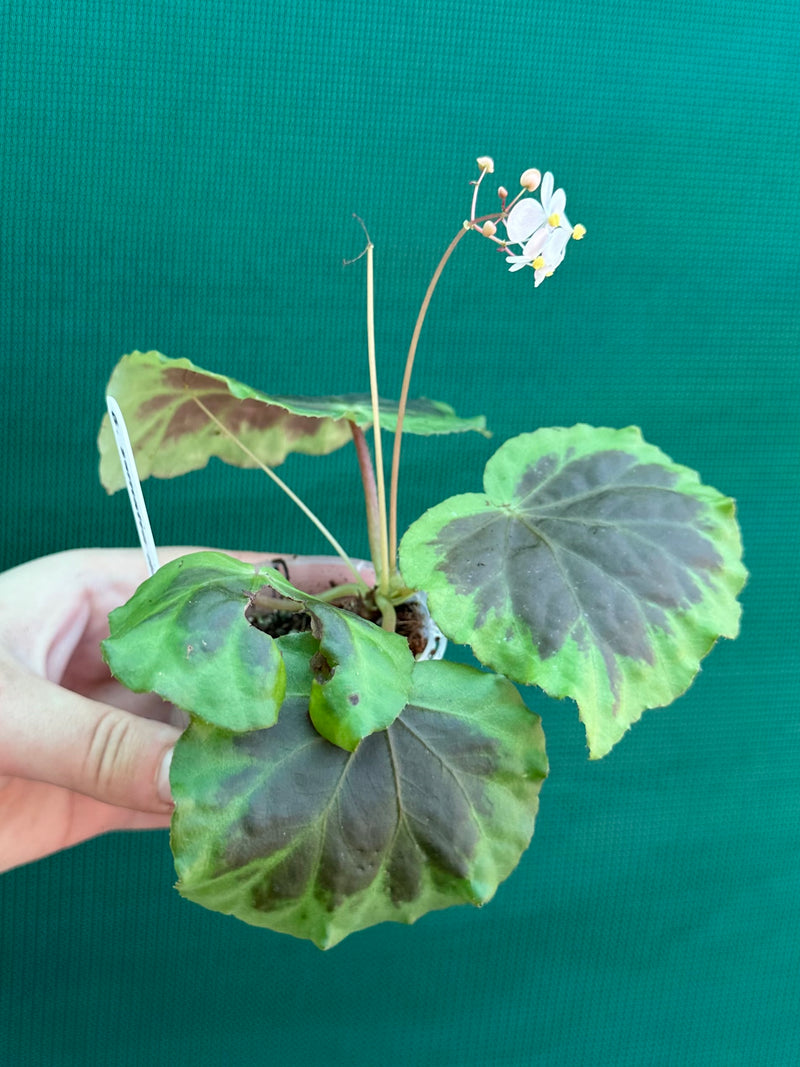 Begonia sumatra dongranensis