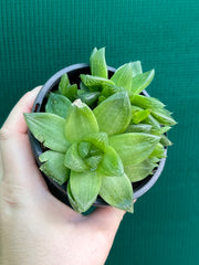 Haworthia Unknown NEW