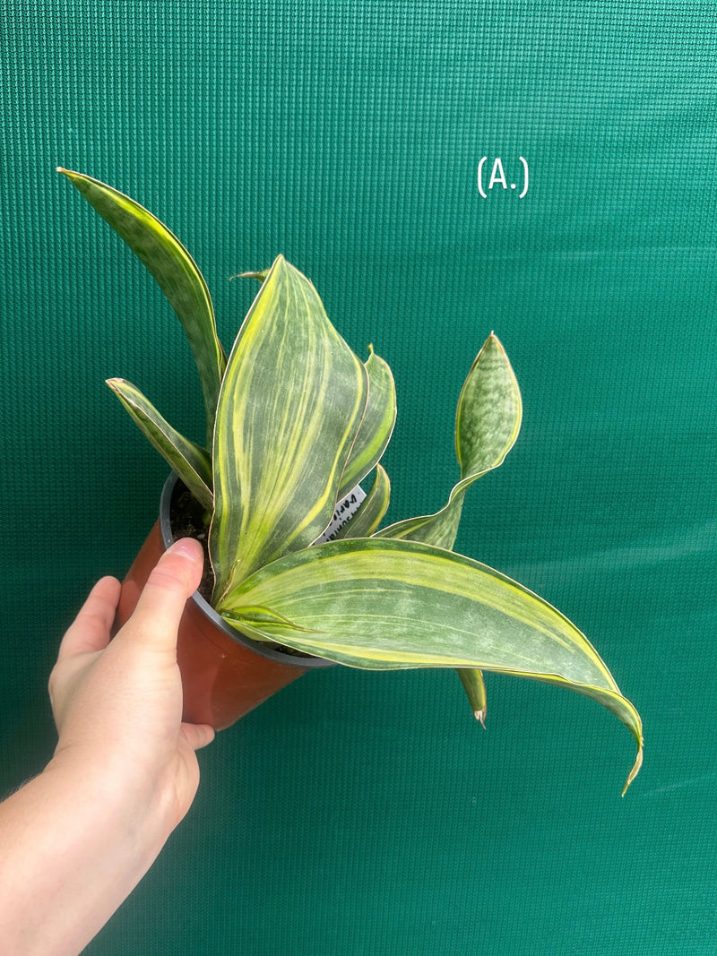 masoniana variegata NEW
