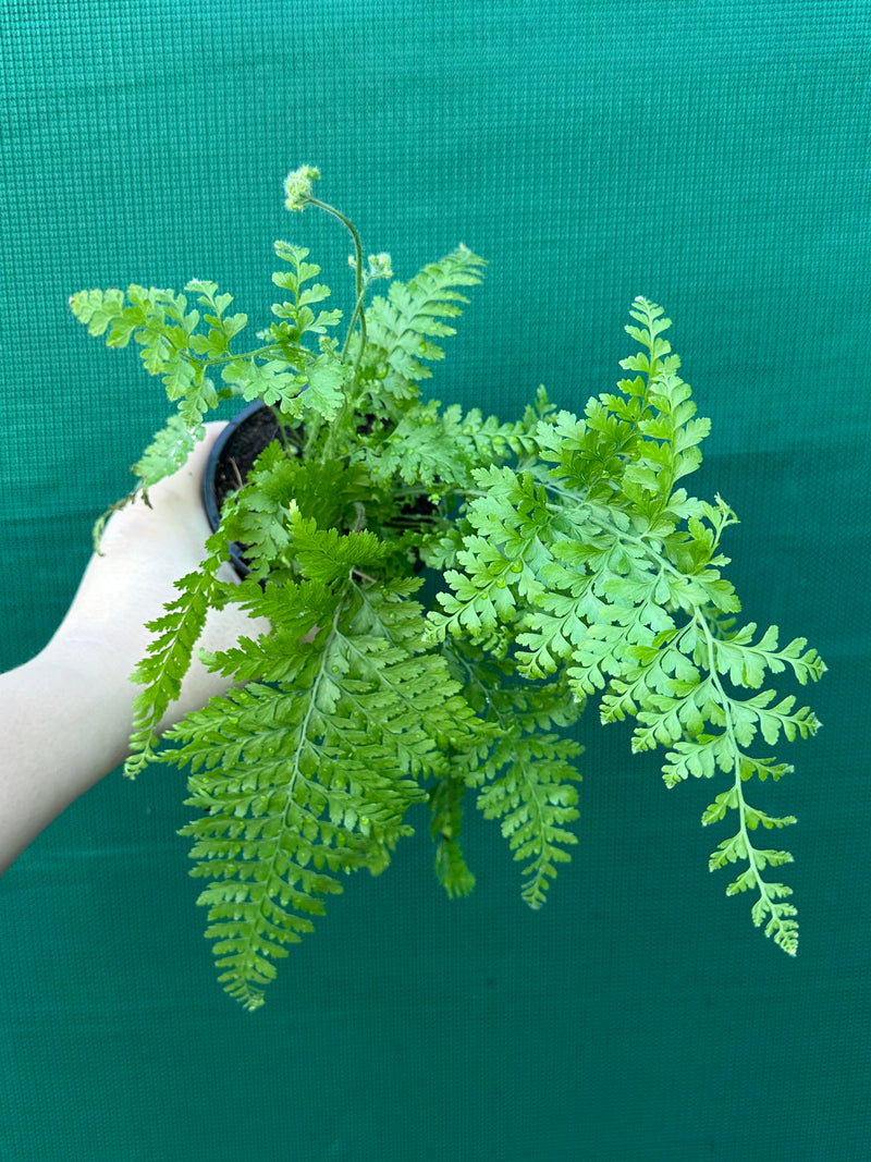 Polystichum setiferum 'Dahlem'