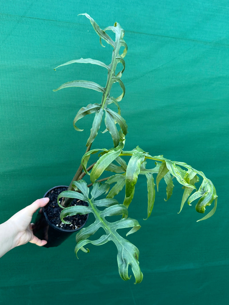 Alocasia brancifolia NEW