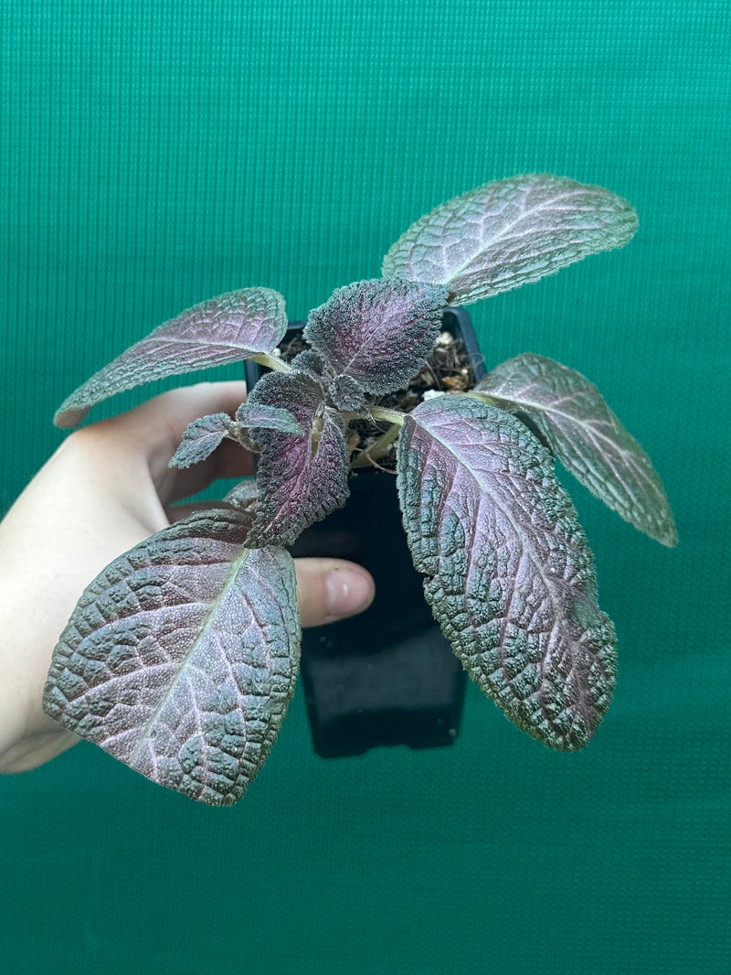 Episcia cupreata