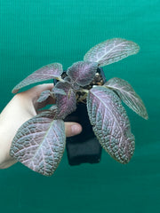 Episcia cupreata