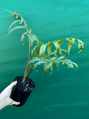 Alocasia brancifolia NEW