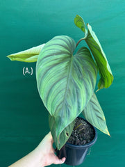 Philodendron sp Colombia NEW