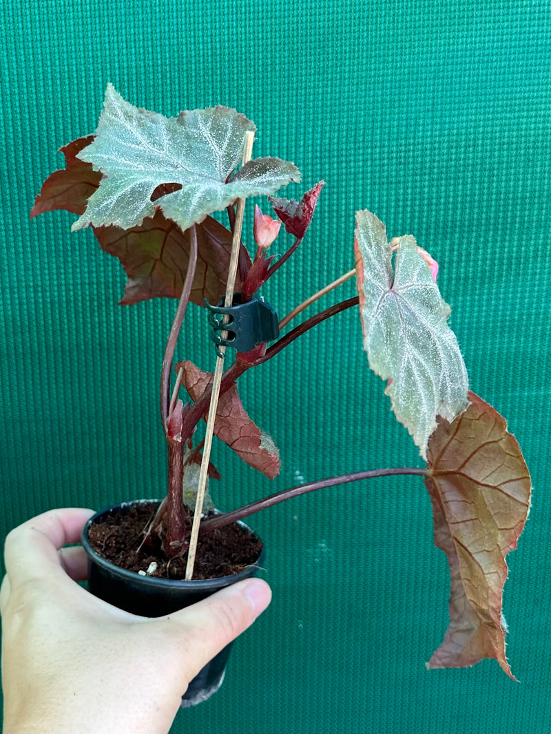 Begonia ‘Robyn’