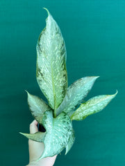 Dieffenbachia ‘Memoria Corsii’