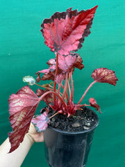 Begonia ‘Red Kiss’