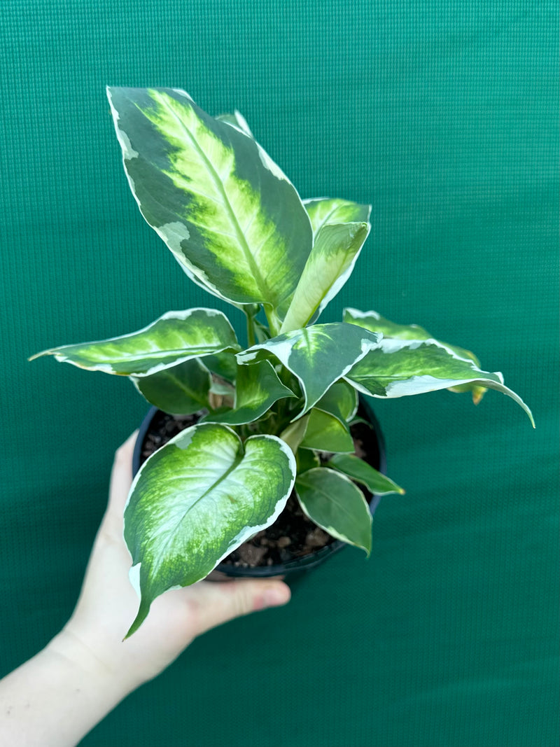 Dieffenbachia ‘Cool Beauty’