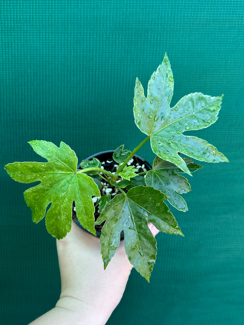 Fatsia Japonica 'Spiders Web’