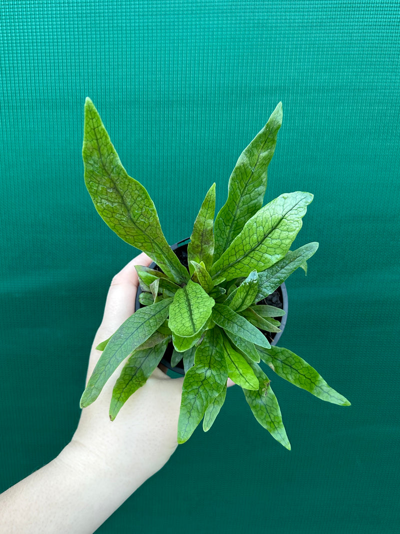 Microsorum musifolium ‘Crocodyllus’ NEW