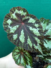 Begonia ‘Silver Legend’ NEW