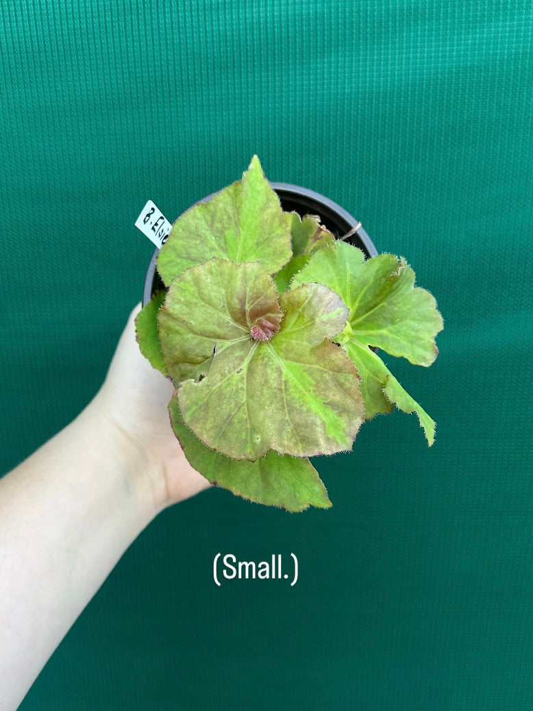 Begonia ‘Elsie Zilm’ NEW