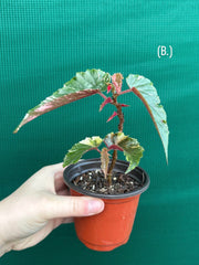 Begonia ‘Ginny Galaxy’