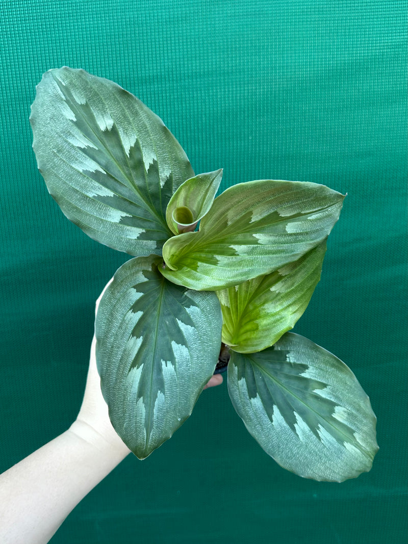 Kaempferia ‘Velvet Butterfly’ NEW