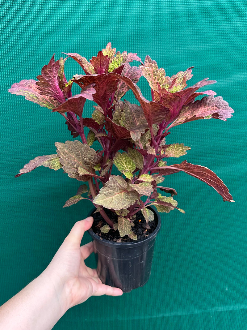Coleus ‘Summers’ NEW