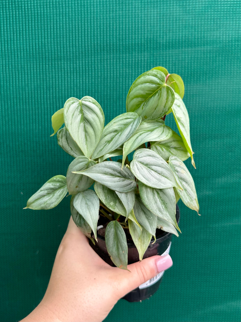 Philodendron sodiroi