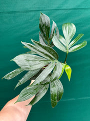Epipremnum ‘Dragons Tail’