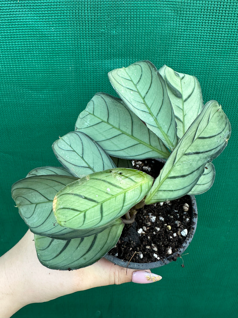 Ctnenanthe ‘Burle-Marxii’