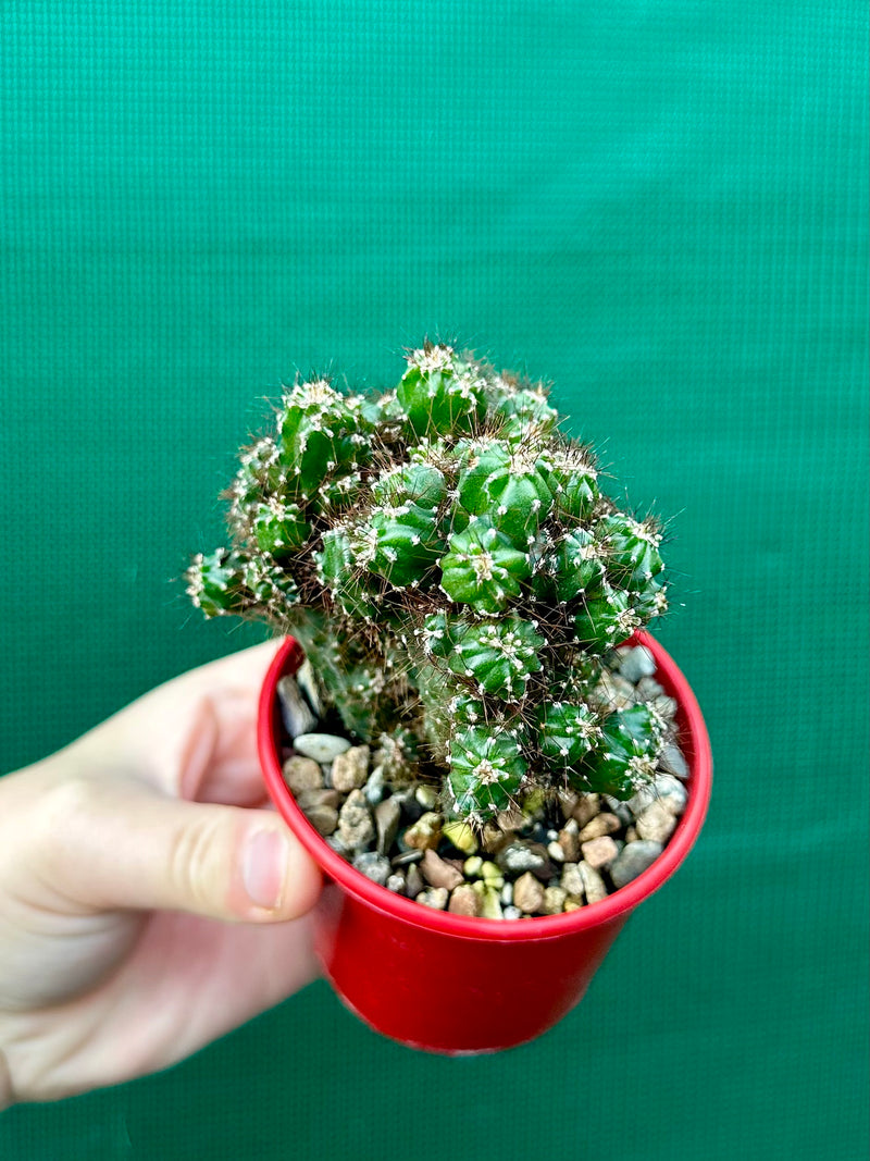 Cereus monstrose