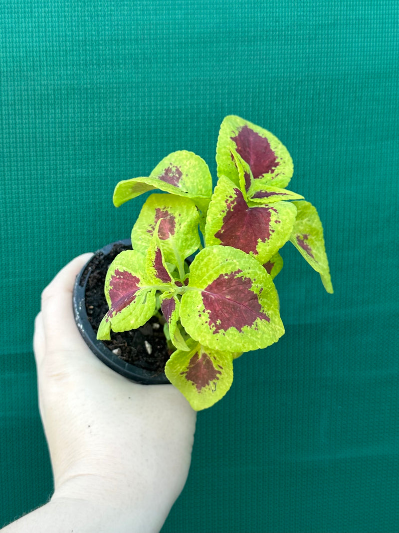 Coleus NOID 2