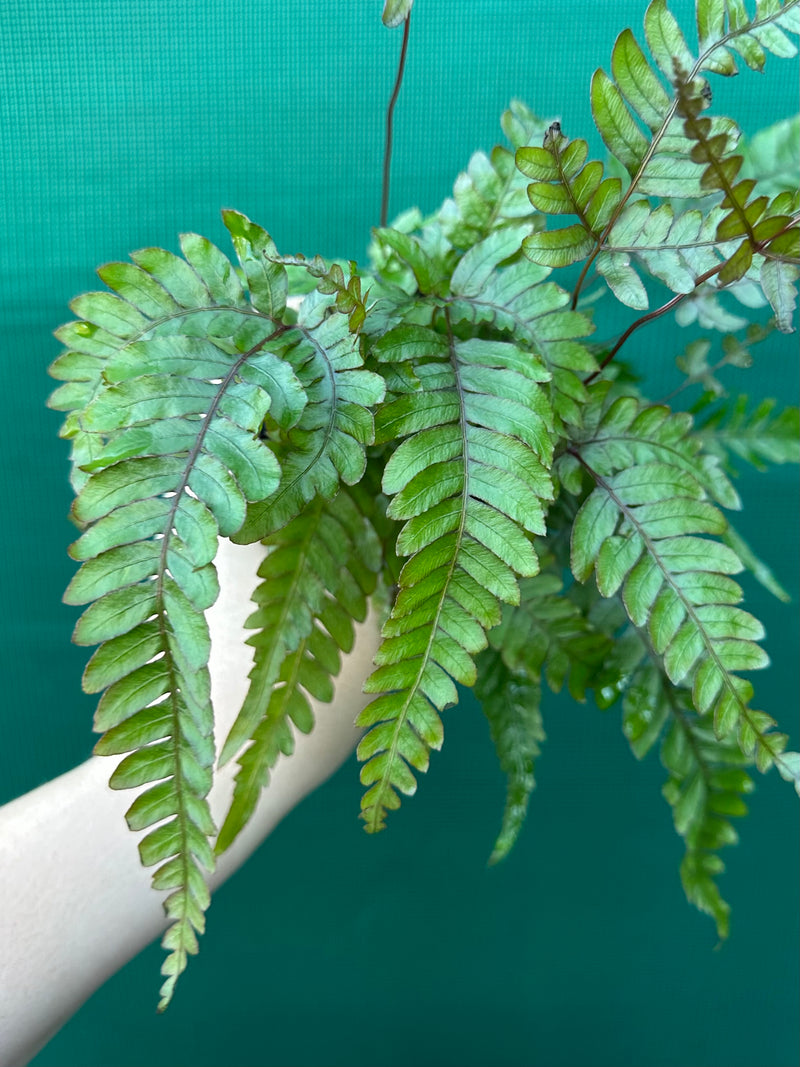 Adiantum ‘Rough Maidenhair Fern’