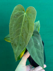Anthurium ‘Jessica Rabit’ x Papx  NEW