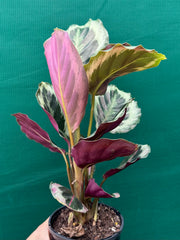 Calathea ‘Roseopicta’