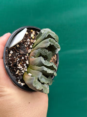Haworthia truncata dark green NEW