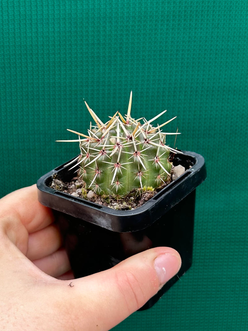 Notocactus submamulosus NEW